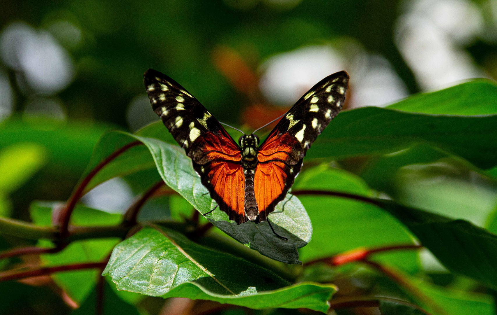 Schmetterling 