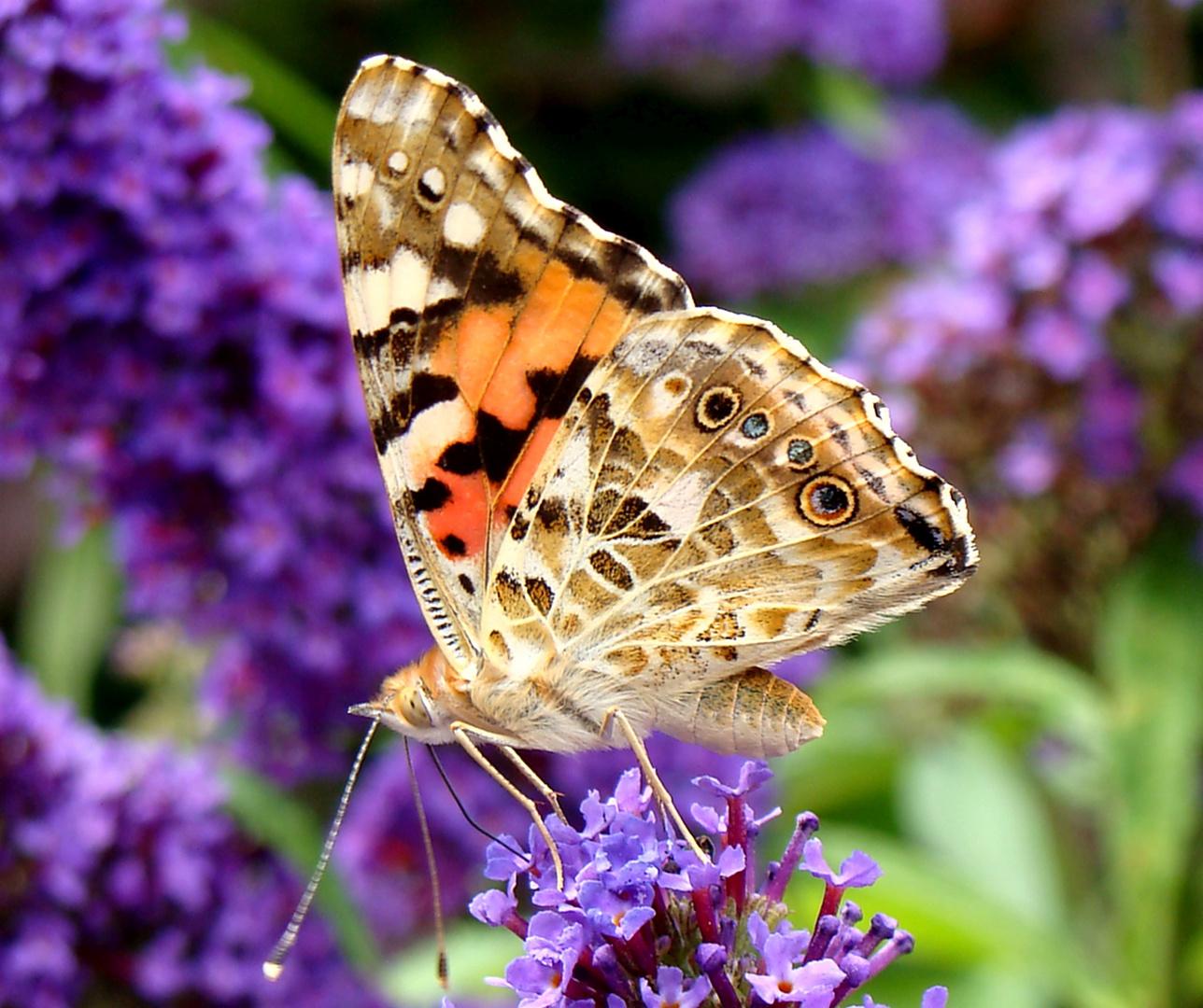 Schmetterling