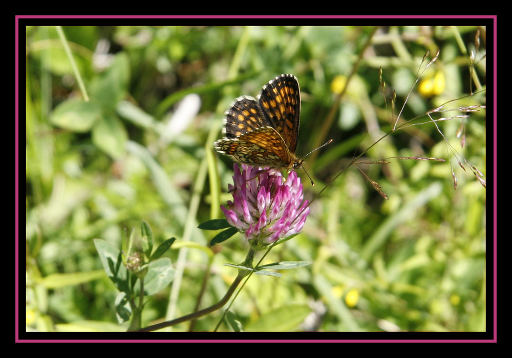 Schmetterling