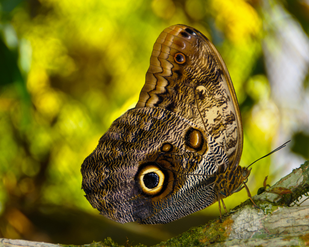 Schmetterling