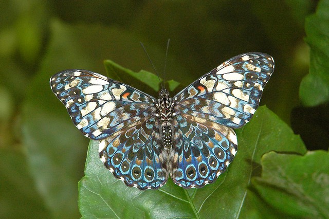 Schmetterling