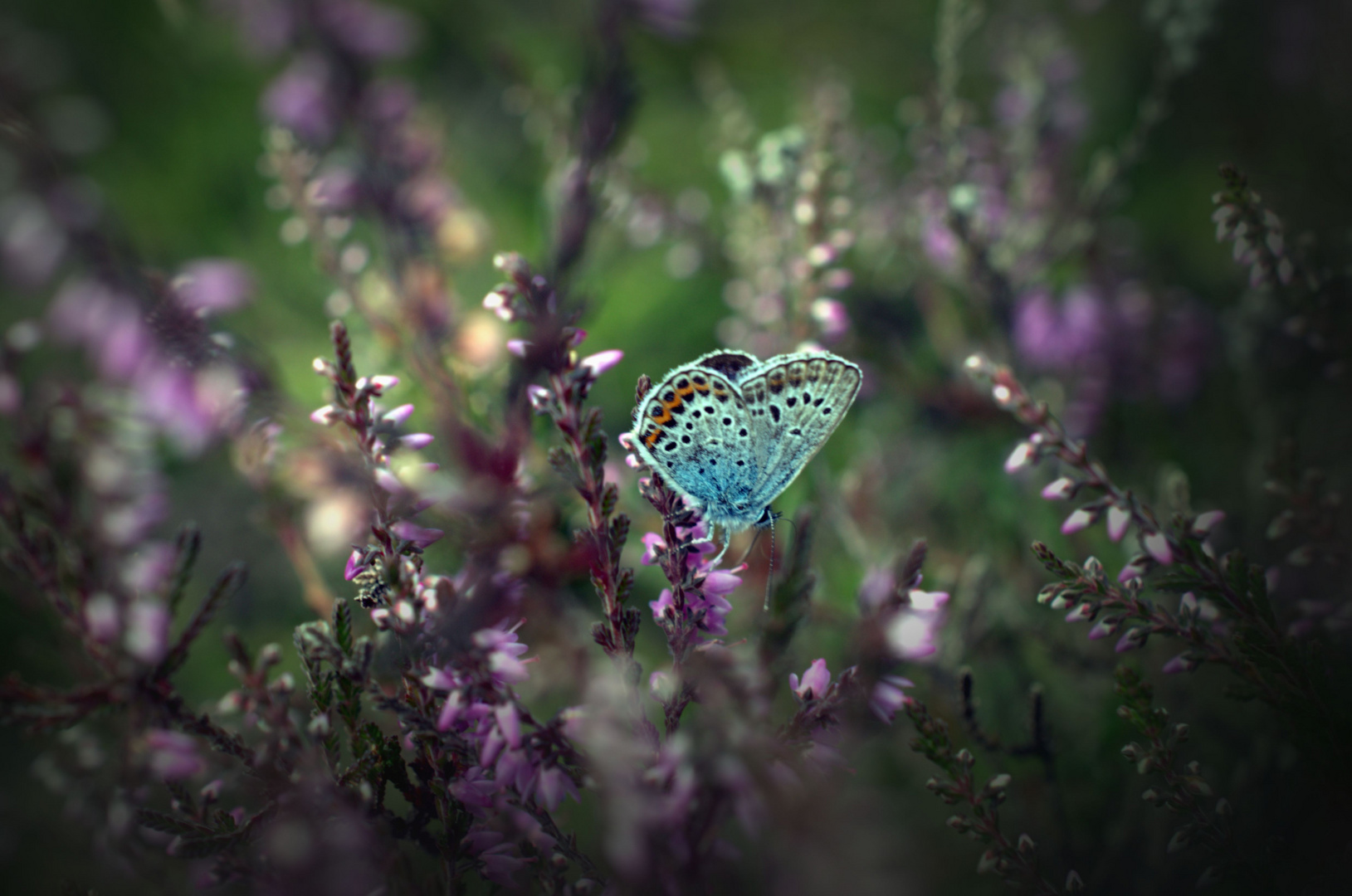 Schmetterling