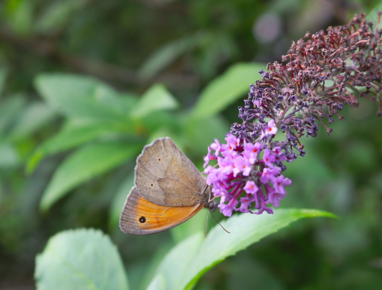 Schmetterling 