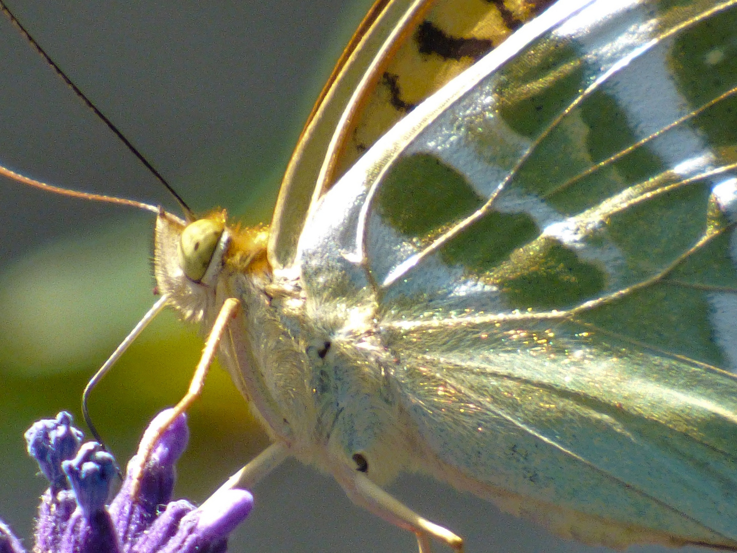 Schmetterling