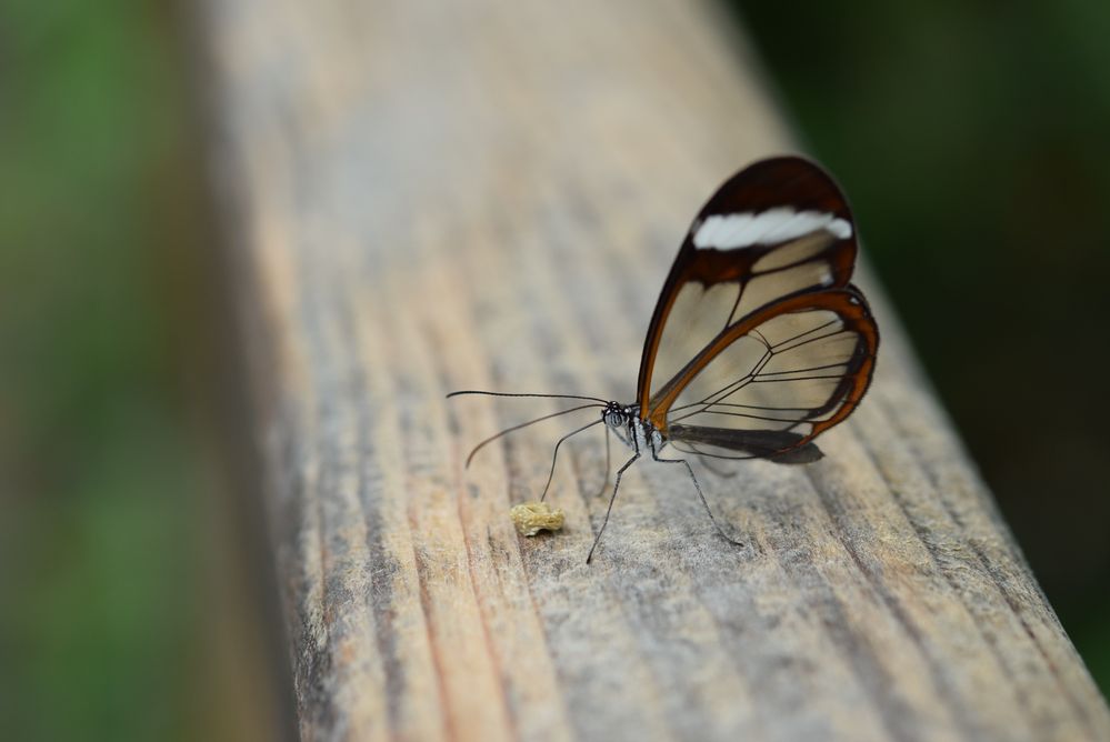 Schmetterling