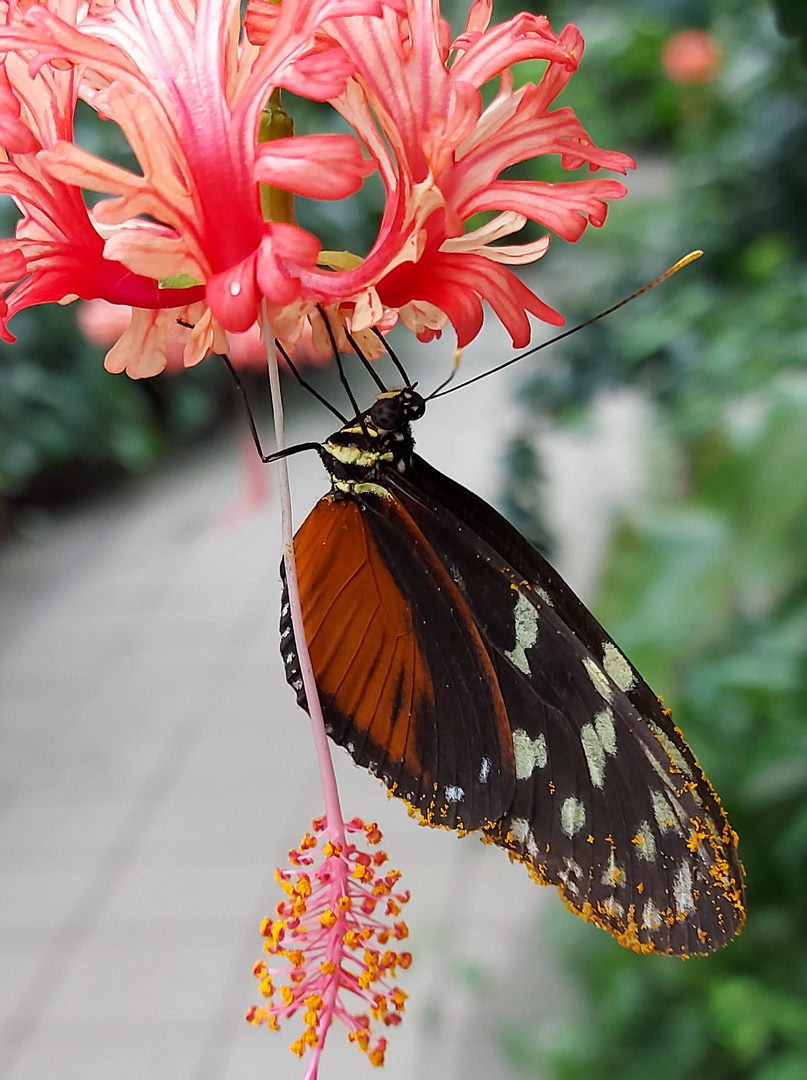 Schmetterling