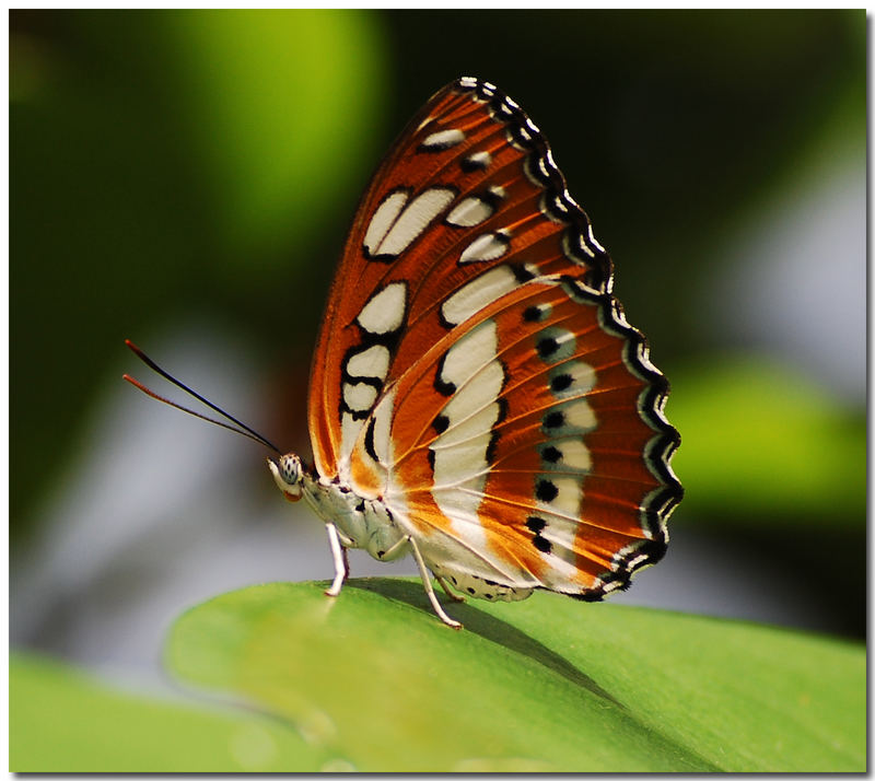 *Schmetterling*