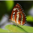 *Schmetterling*