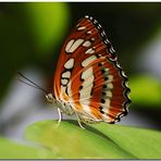 *Schmetterling*