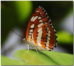 *Schmetterling*