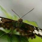 Schmetterling