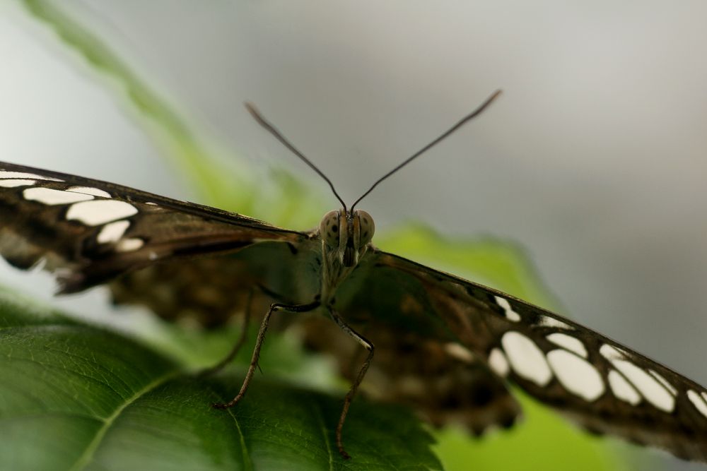 Schmetterling