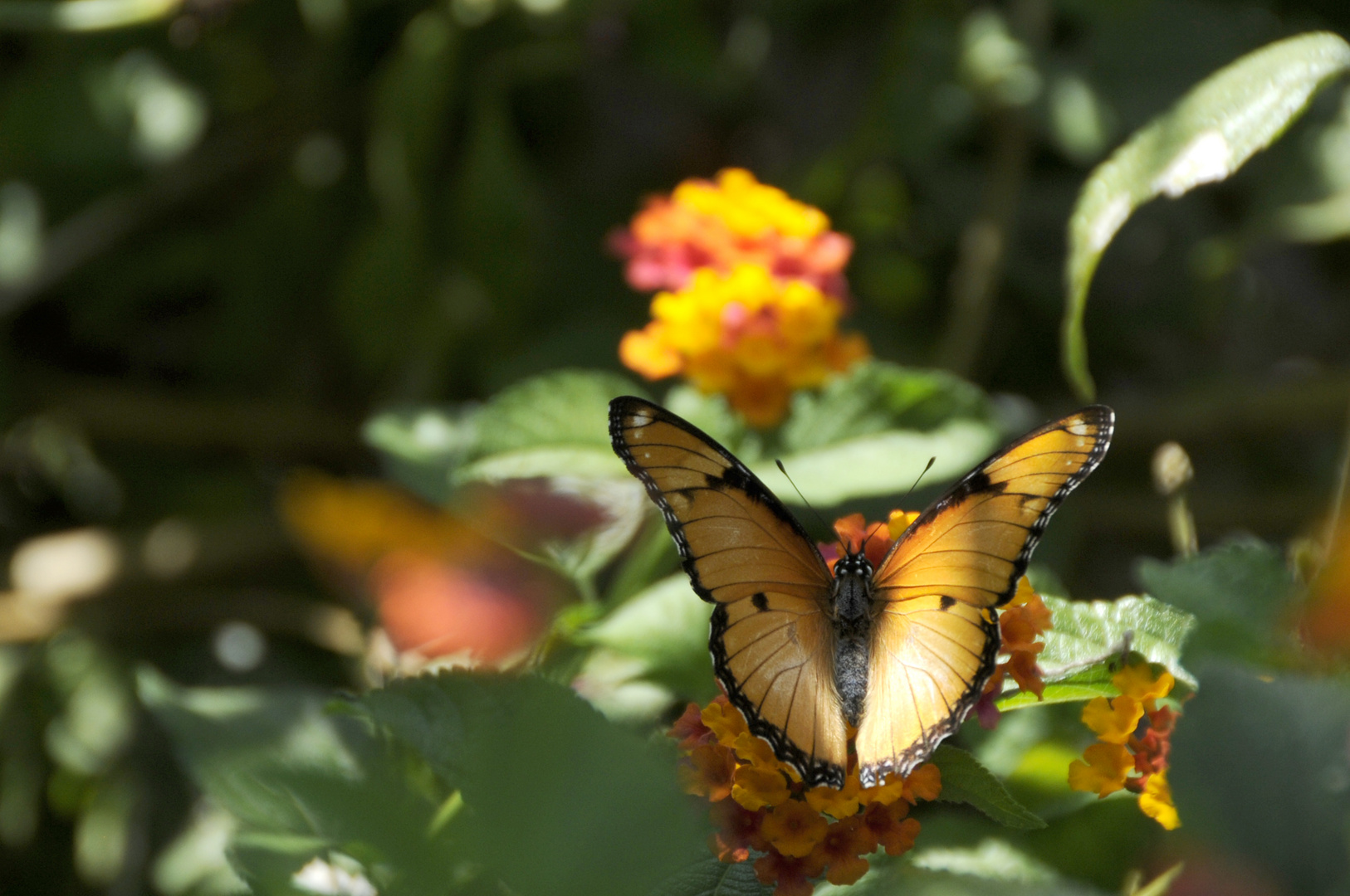 Schmetterling