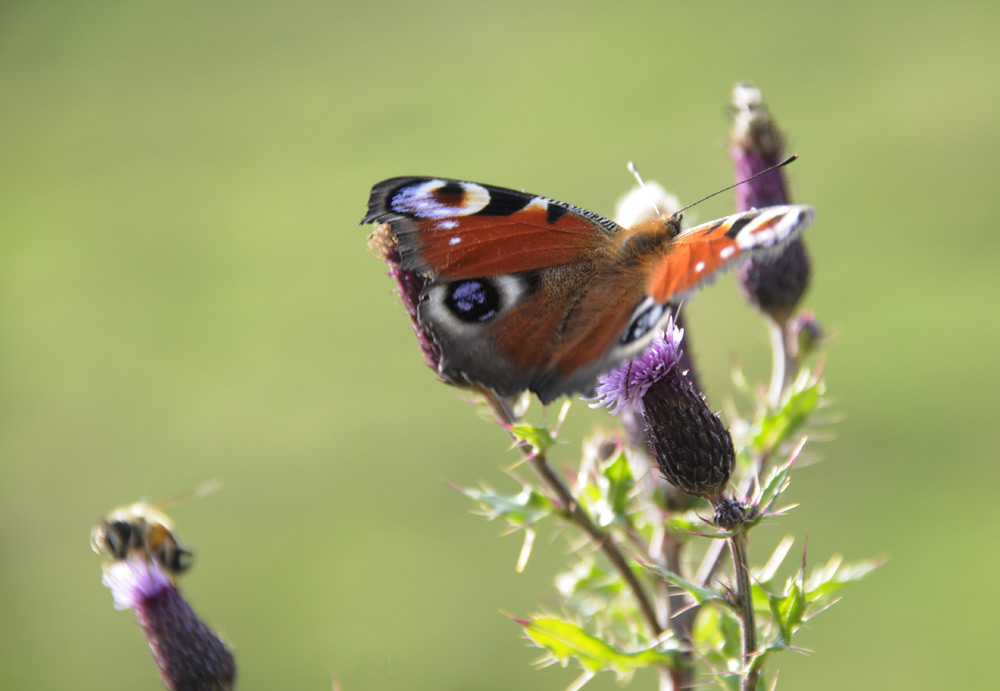 Schmetterling