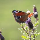 Schmetterling