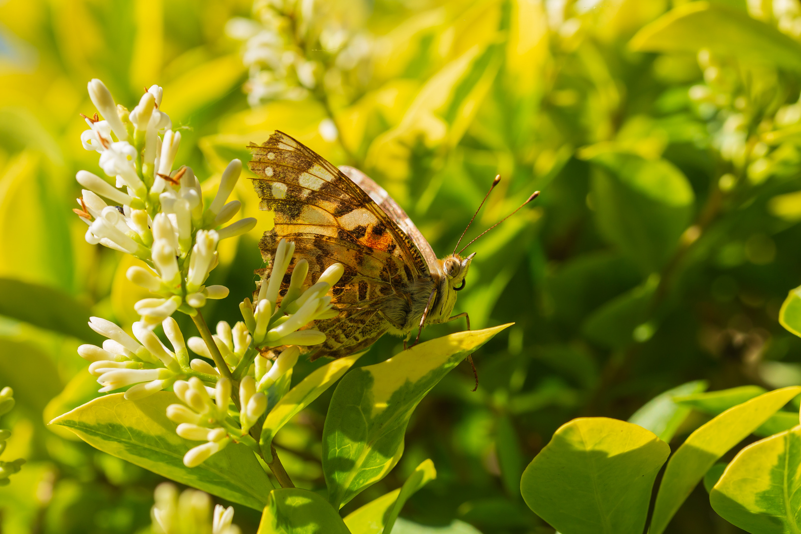 Schmetterling