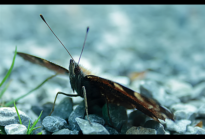 Schmetterling