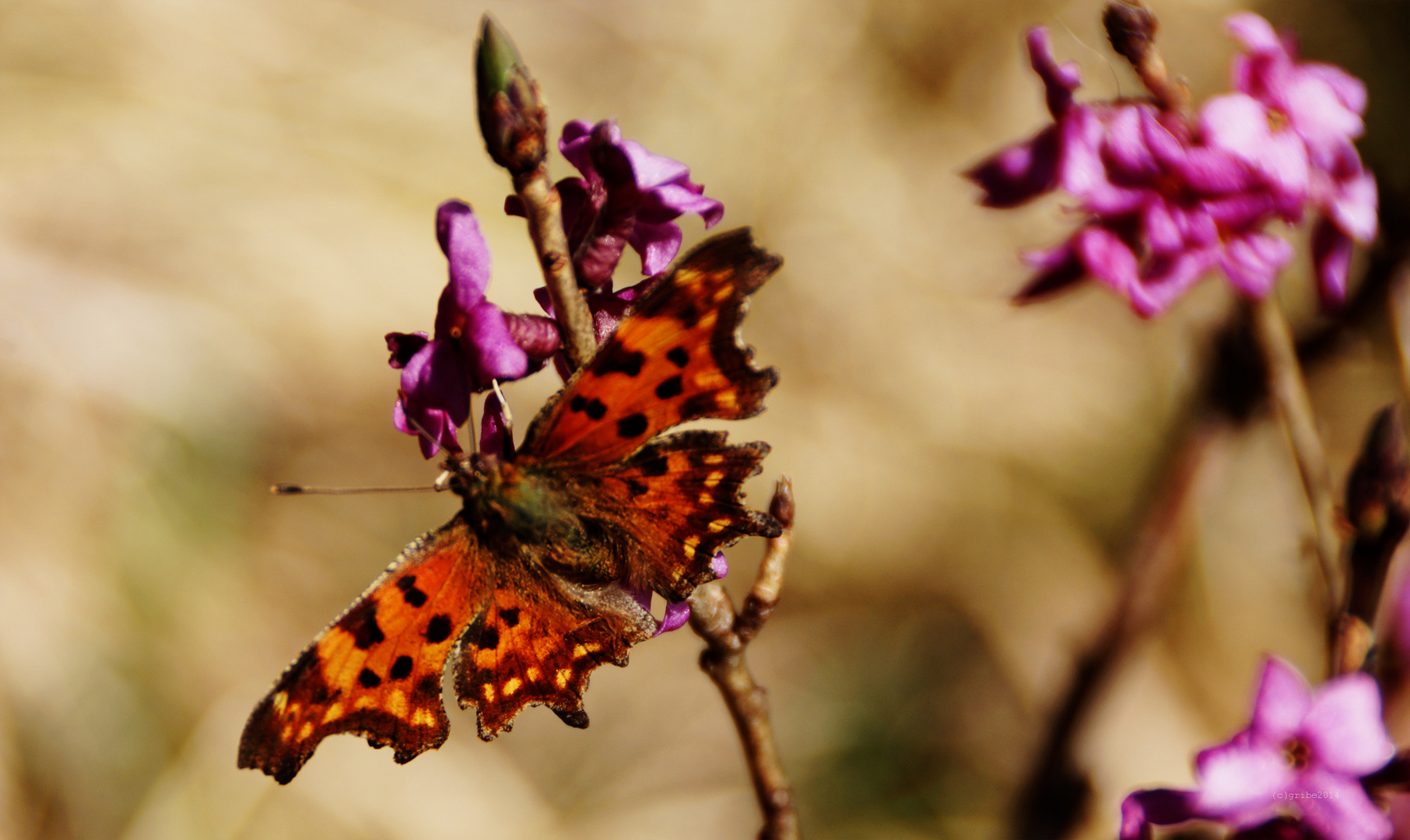 Schmetterling