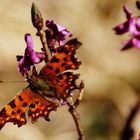 Schmetterling