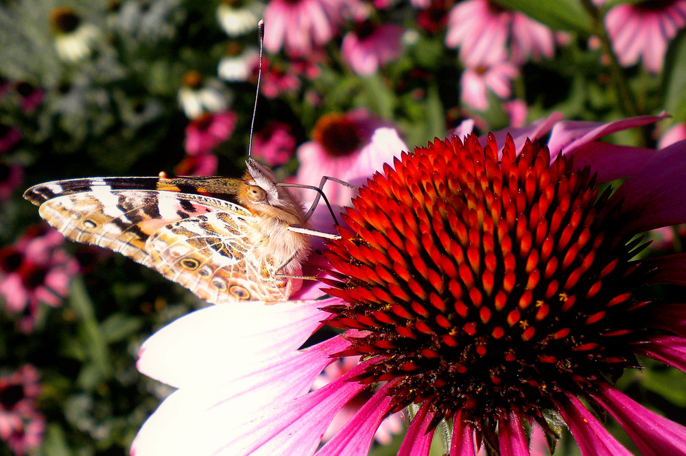 Schmetterling