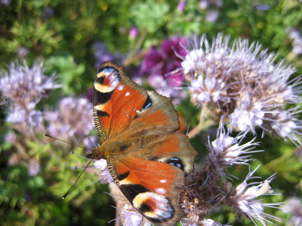 Schmetterling