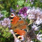 Schmetterling