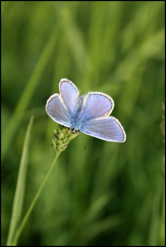 Schmetterling von CaroO B