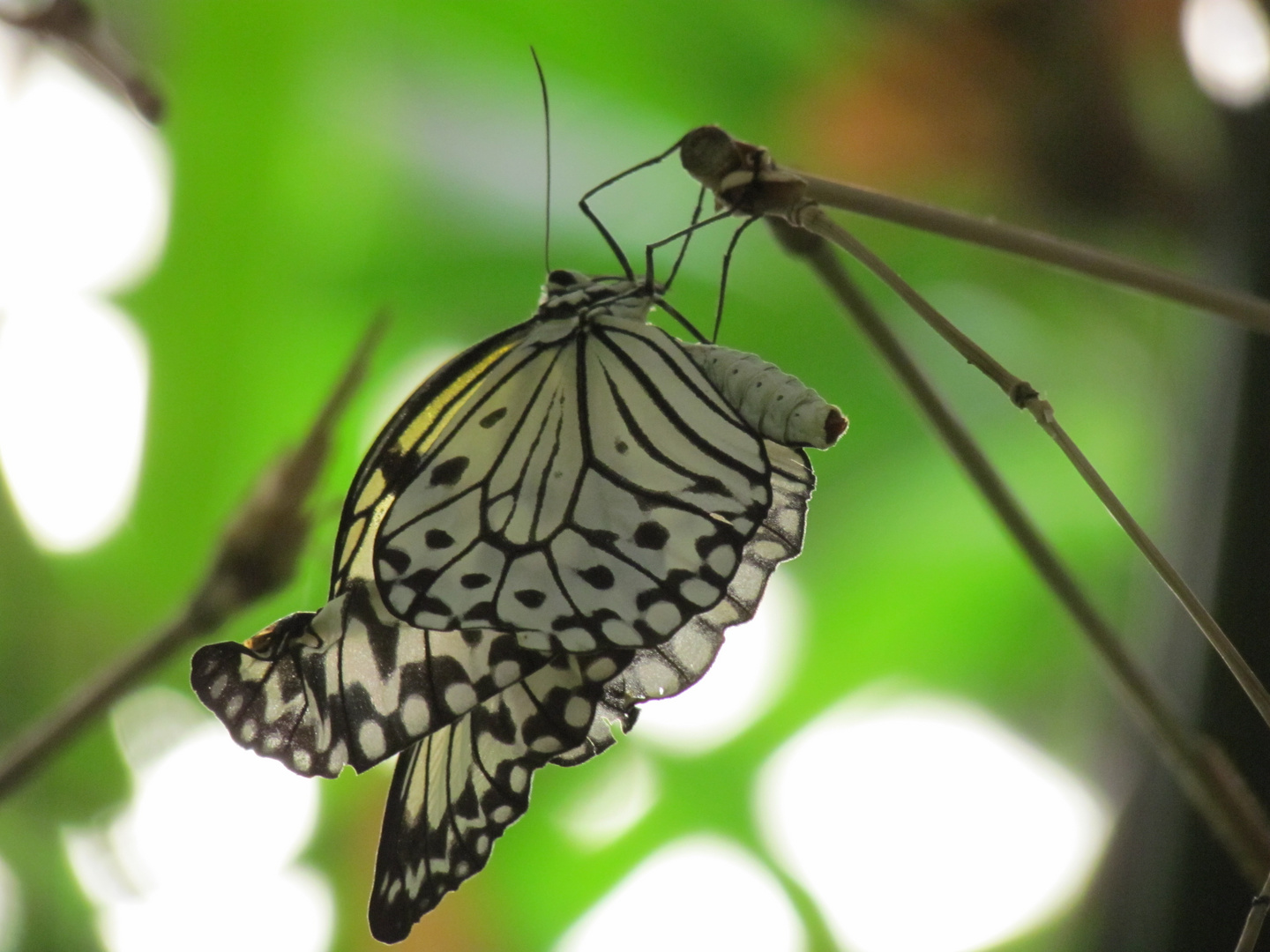 Schmetterling