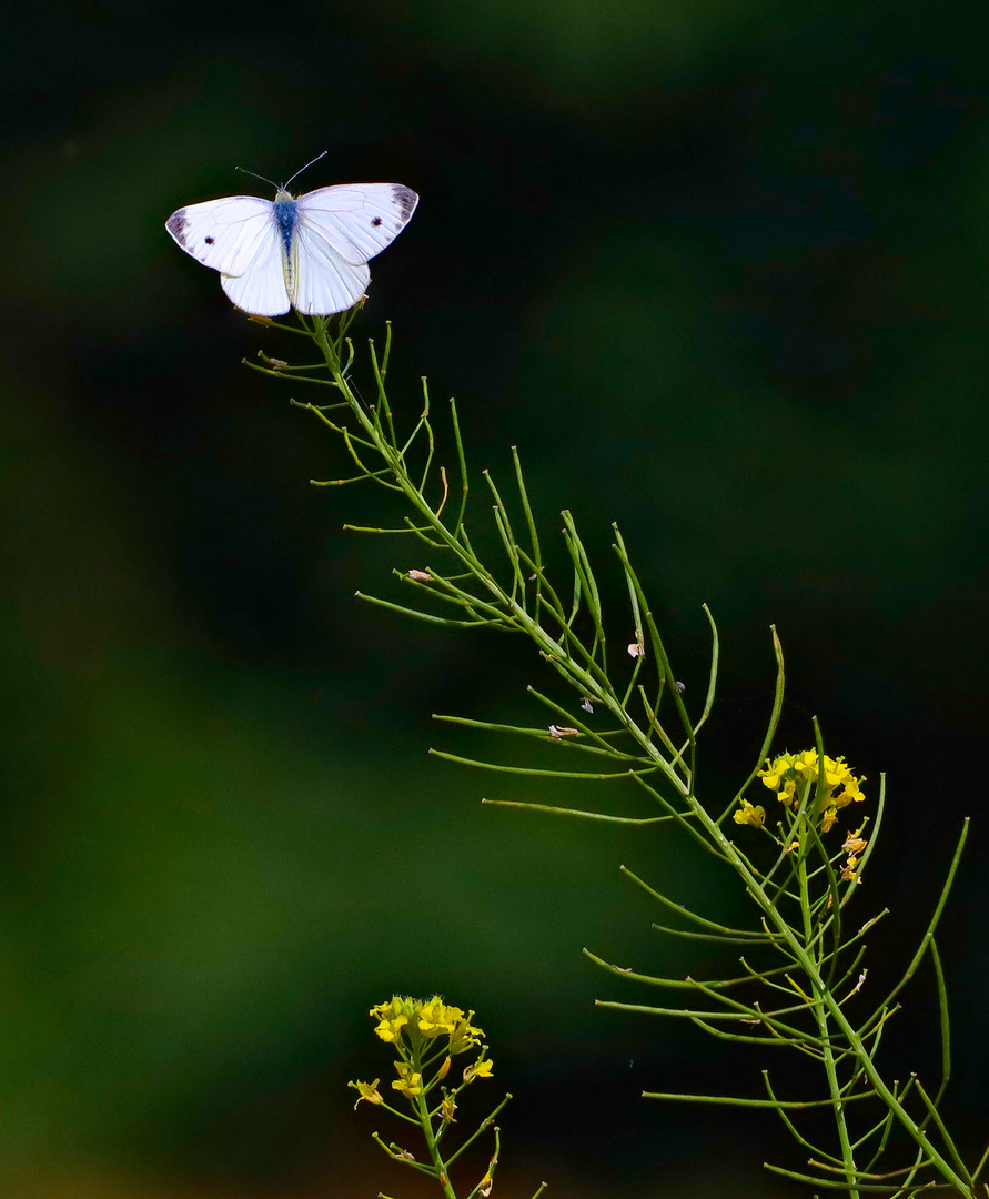 Schmetterling