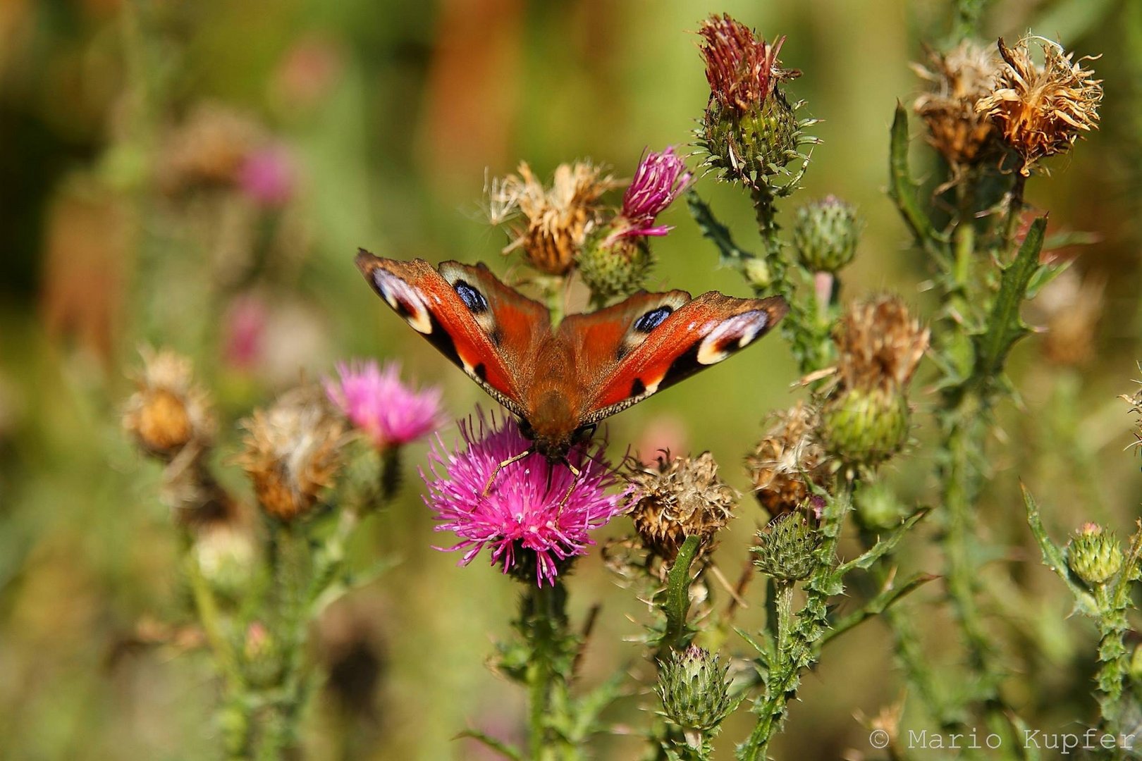 Schmetterling