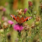 Schmetterling