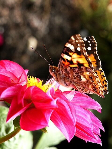 Schmetterling!