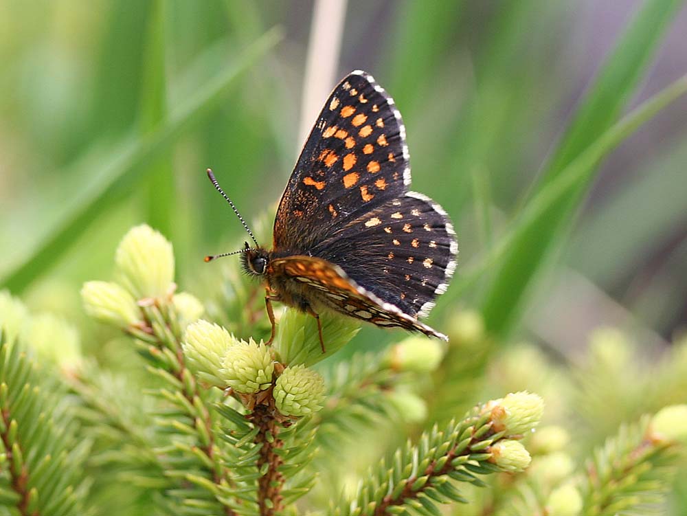 Schmetterling