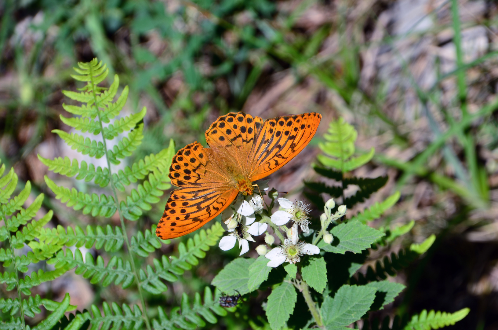 Schmetterling