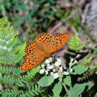 Schmetterling