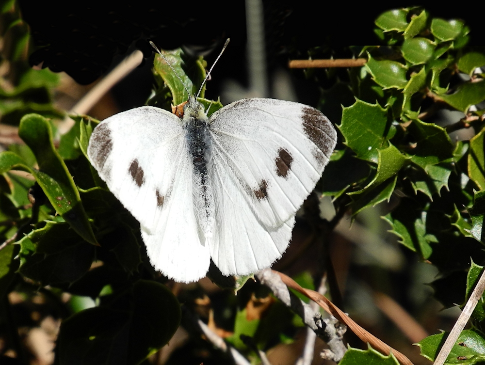 schmetterling