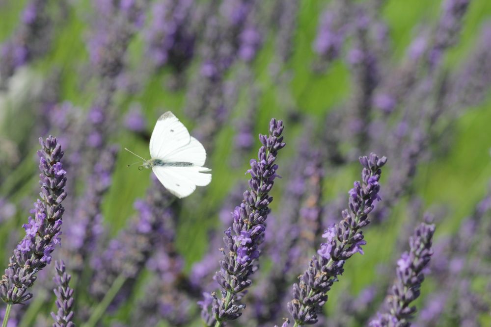 Schmetterling 1