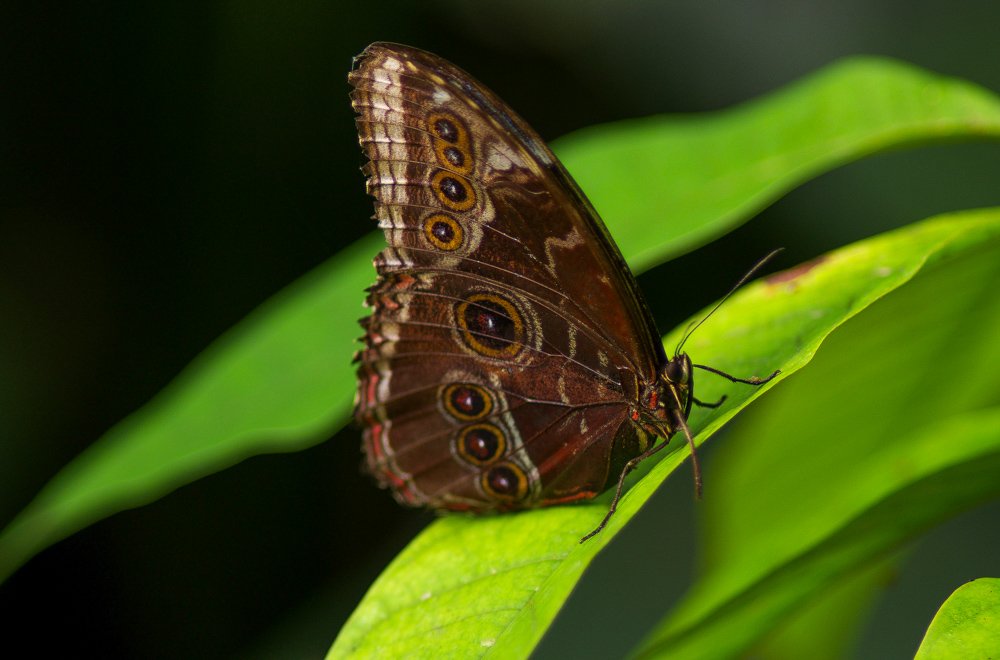 Schmetterling 1