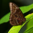 Schmetterling 1