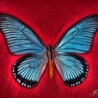 Schmetterling #1