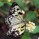 Schmetterling 1