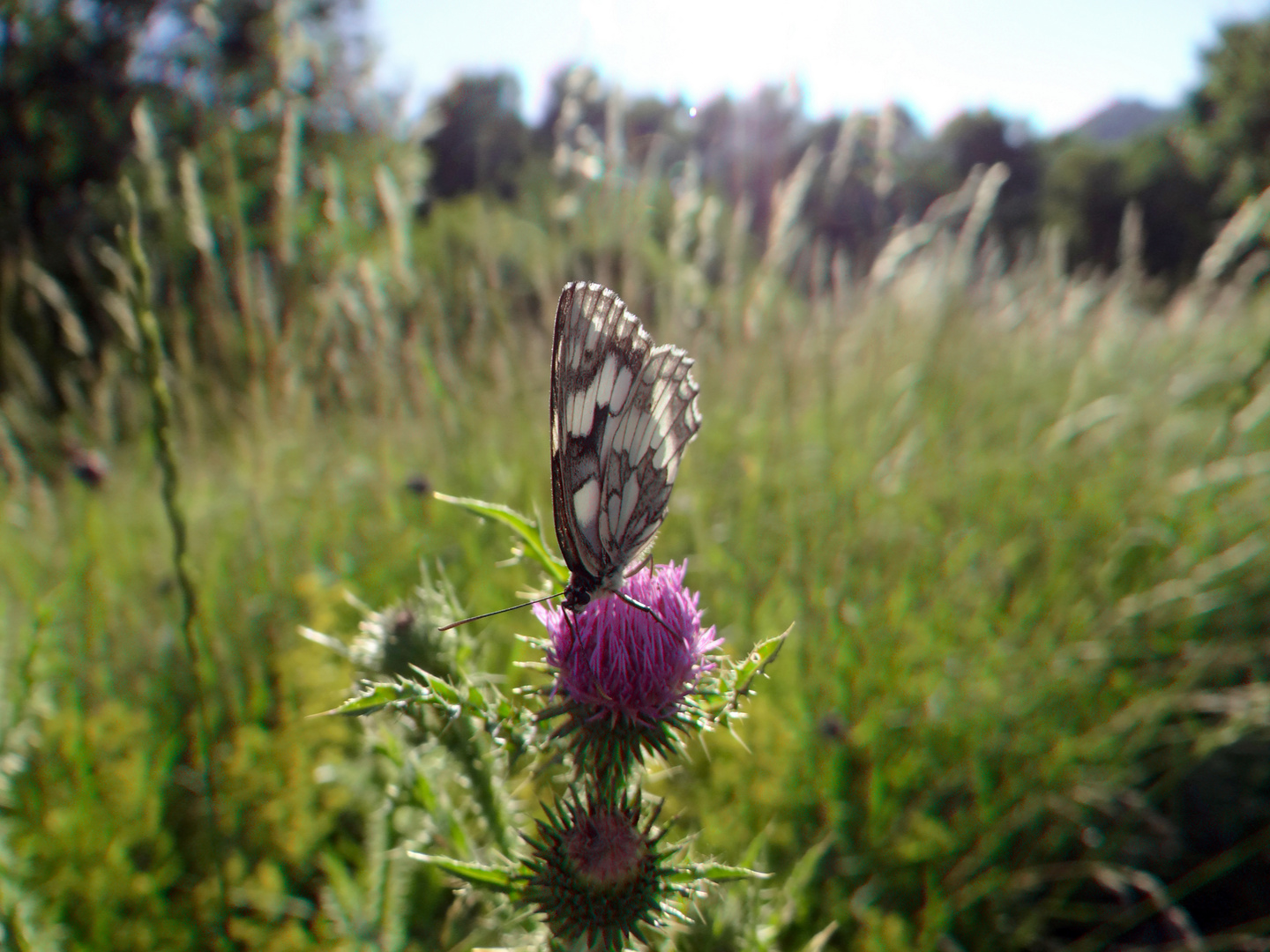 Schmetterling 1-1 anaglyph