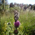 Schmetterling 1-1 anaglyph