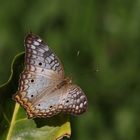 Schmetterling 1