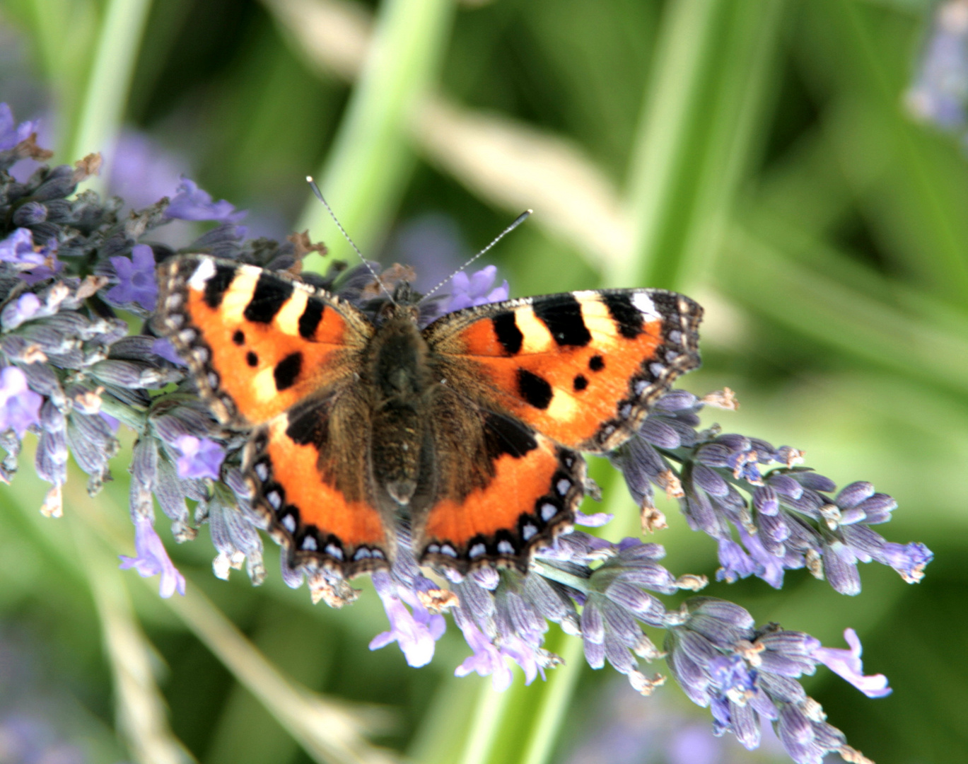 Schmetterling 1