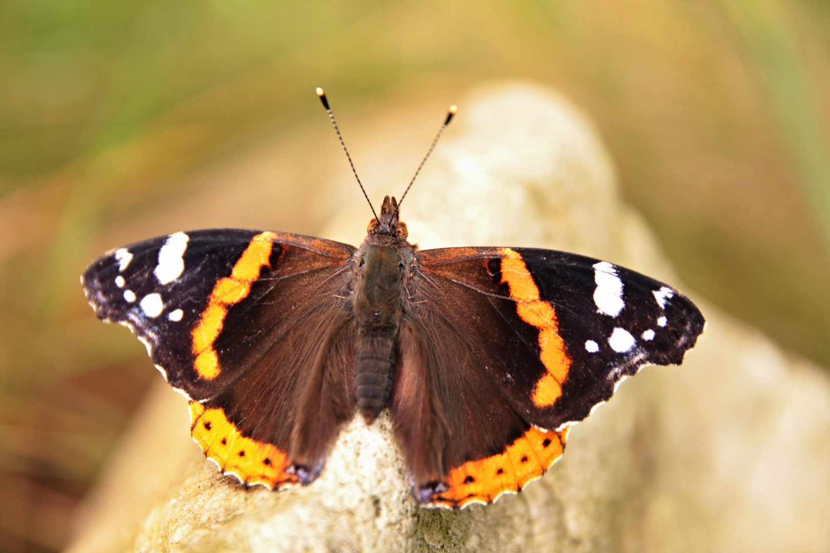 Schmetterling 1