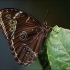 Schmetterling 1