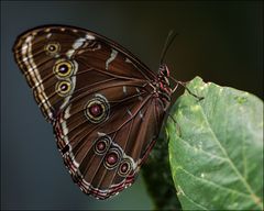 Schmetterling 1