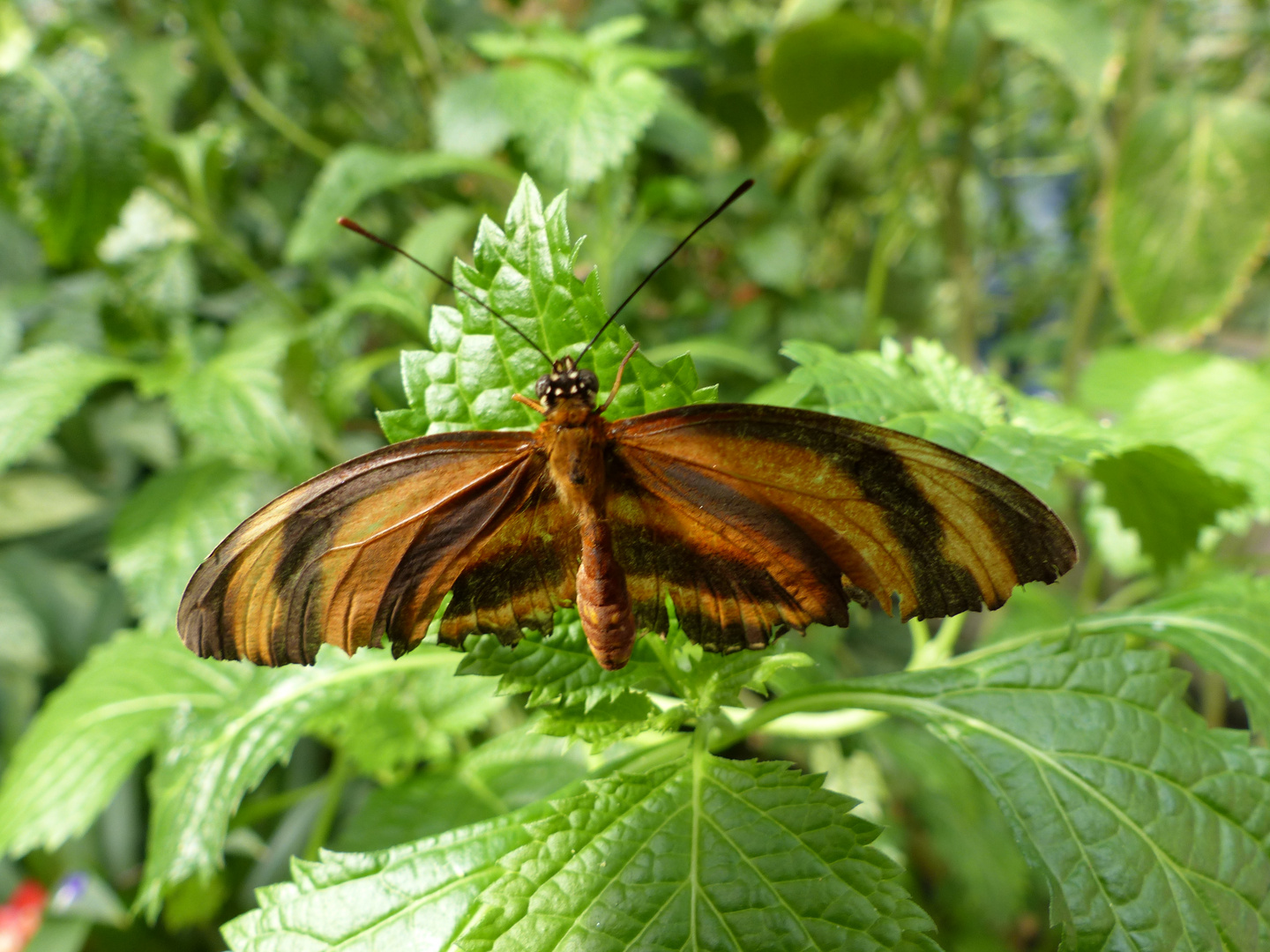 Schmetterling (1)