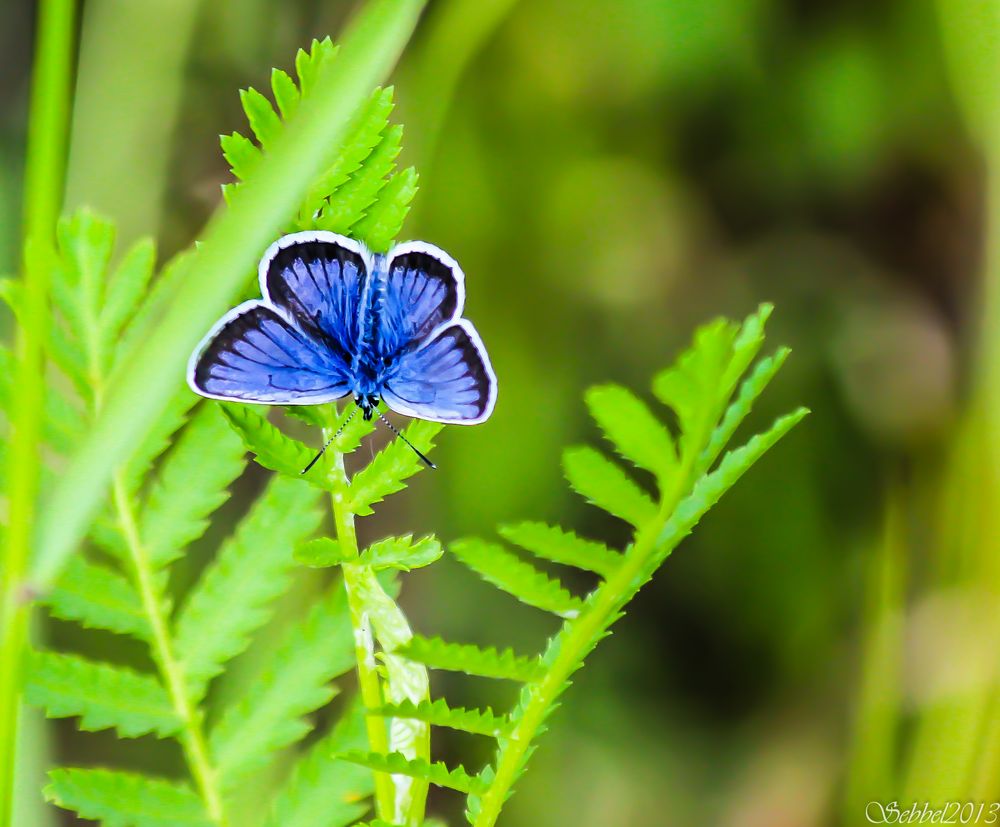 Schmetterling 1